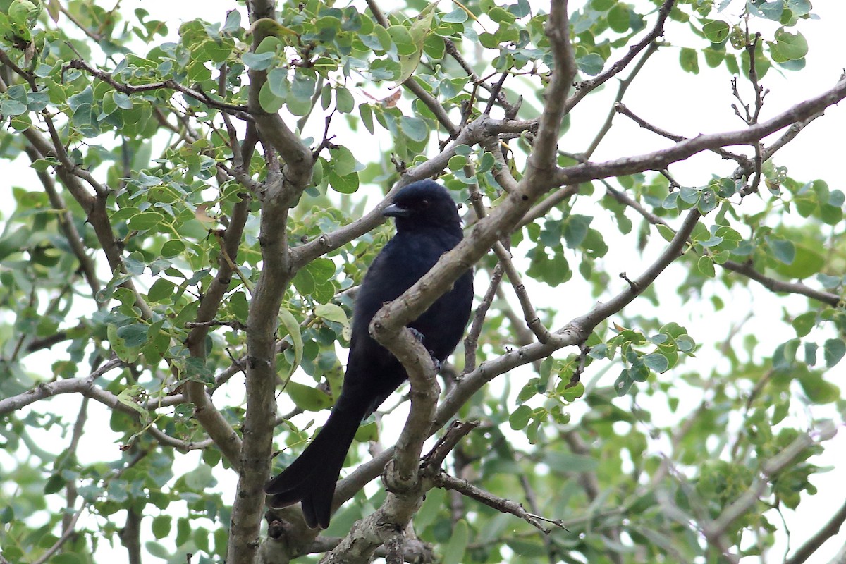 Fork-tailed Drongo - ML147299851