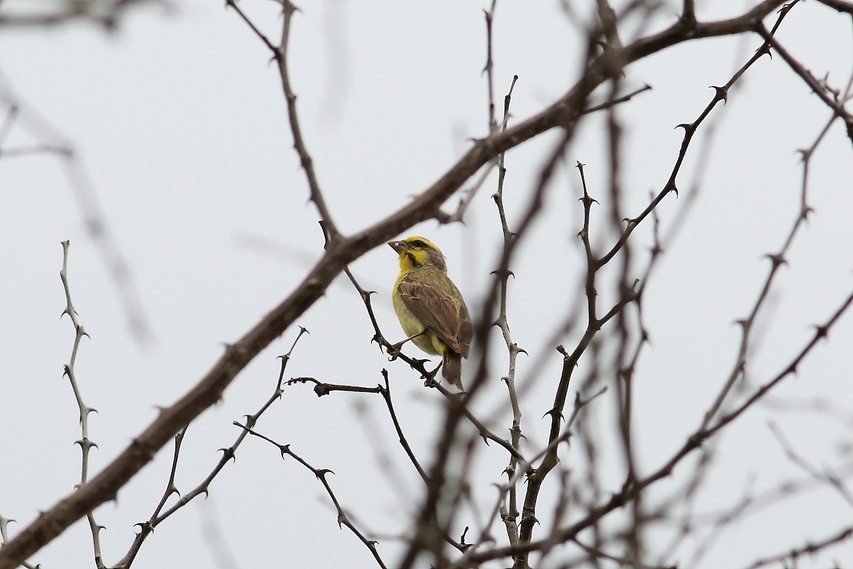 Yellow-fronted Canary - ML147300411