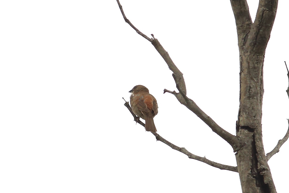Southern Gray-headed Sparrow - ML147300471