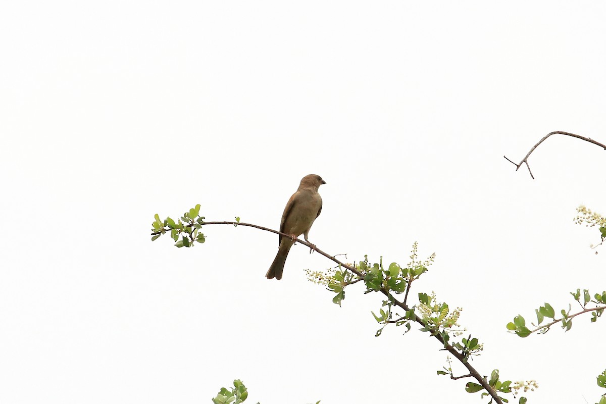 Southern Gray-headed Sparrow - ML147300501
