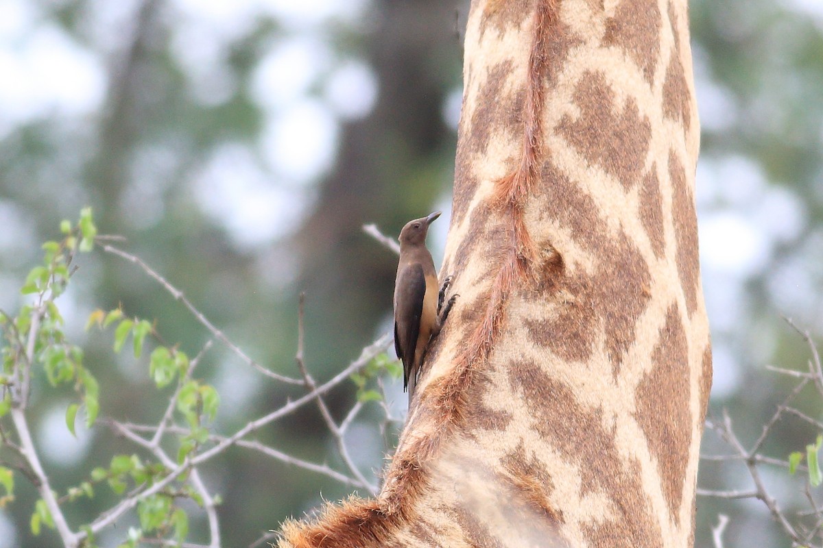 Red-billed Oxpecker - ML147301291