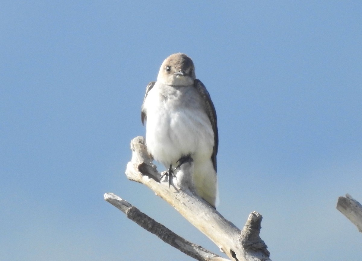 Northern Rough-winged Swallow - ML147302531