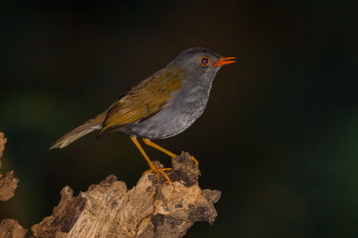 Orange-billed Nightingale-Thrush - Bob Shettler