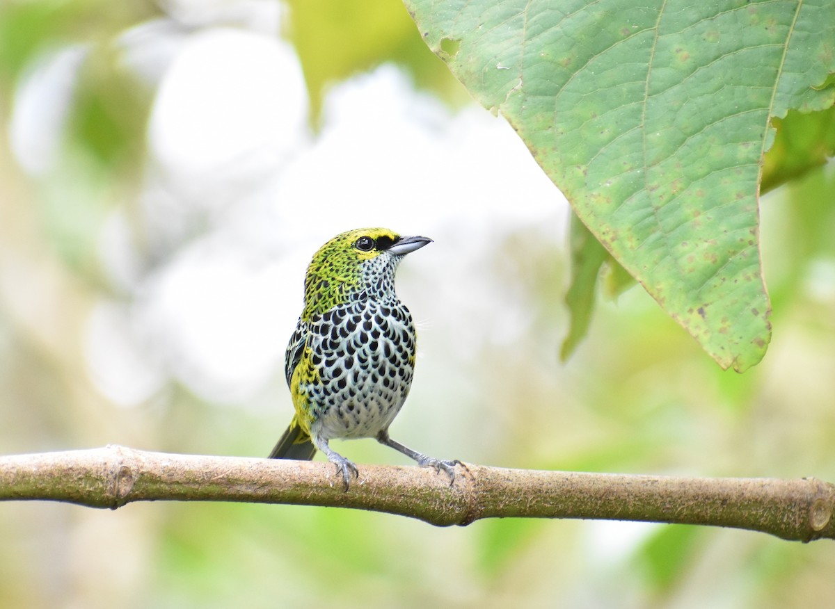 Speckled Tanager - Troy Blodgett