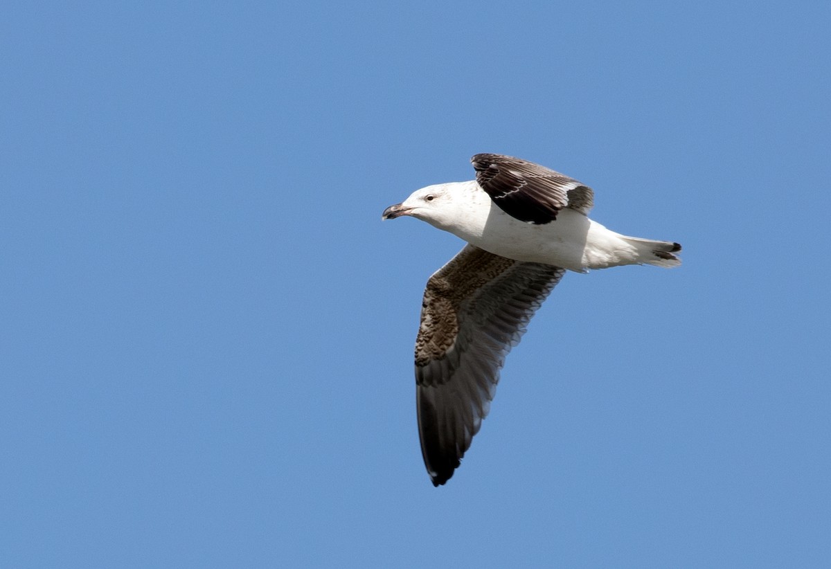 Great Black-backed Gull - Suzanne Labbé