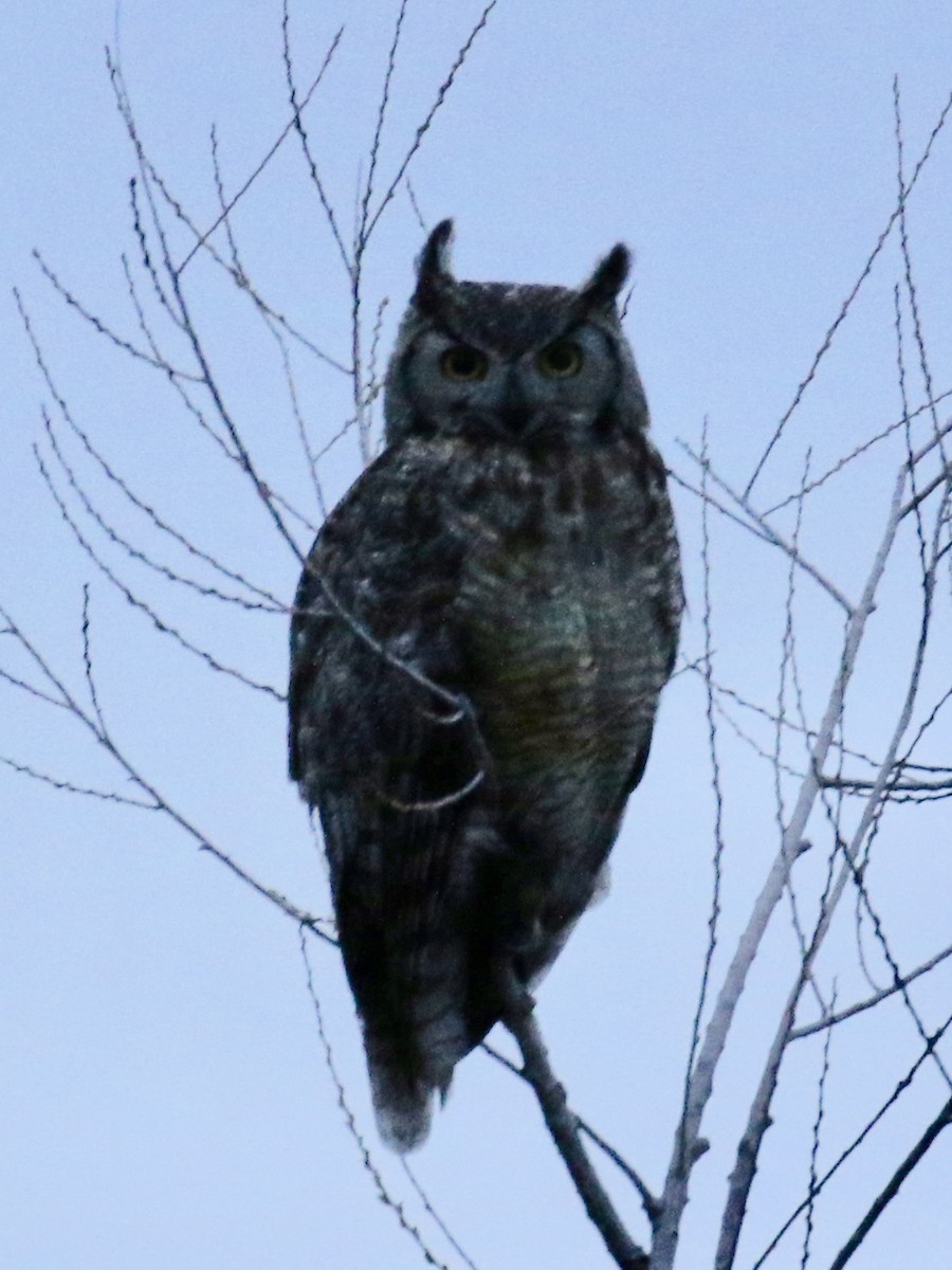 Great Horned Owl - Bruce Cole