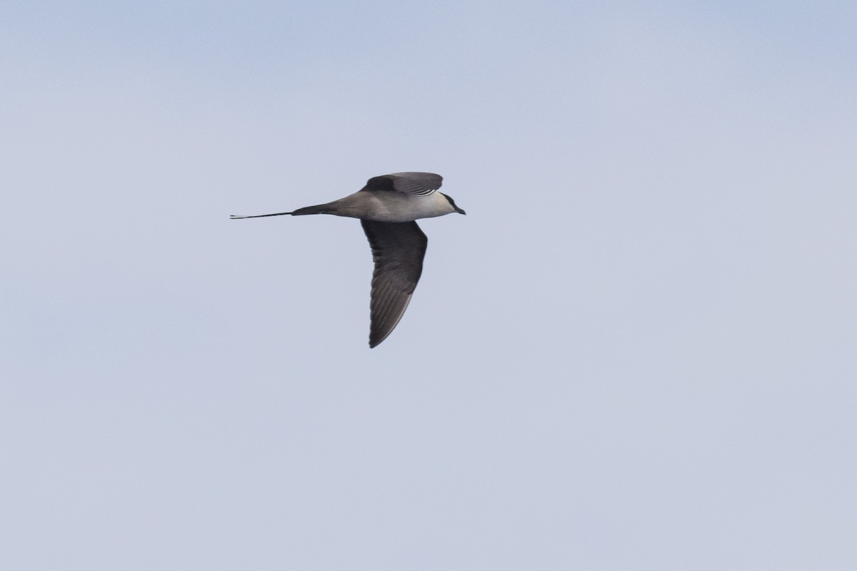 Long-tailed Jaeger - ML147313721