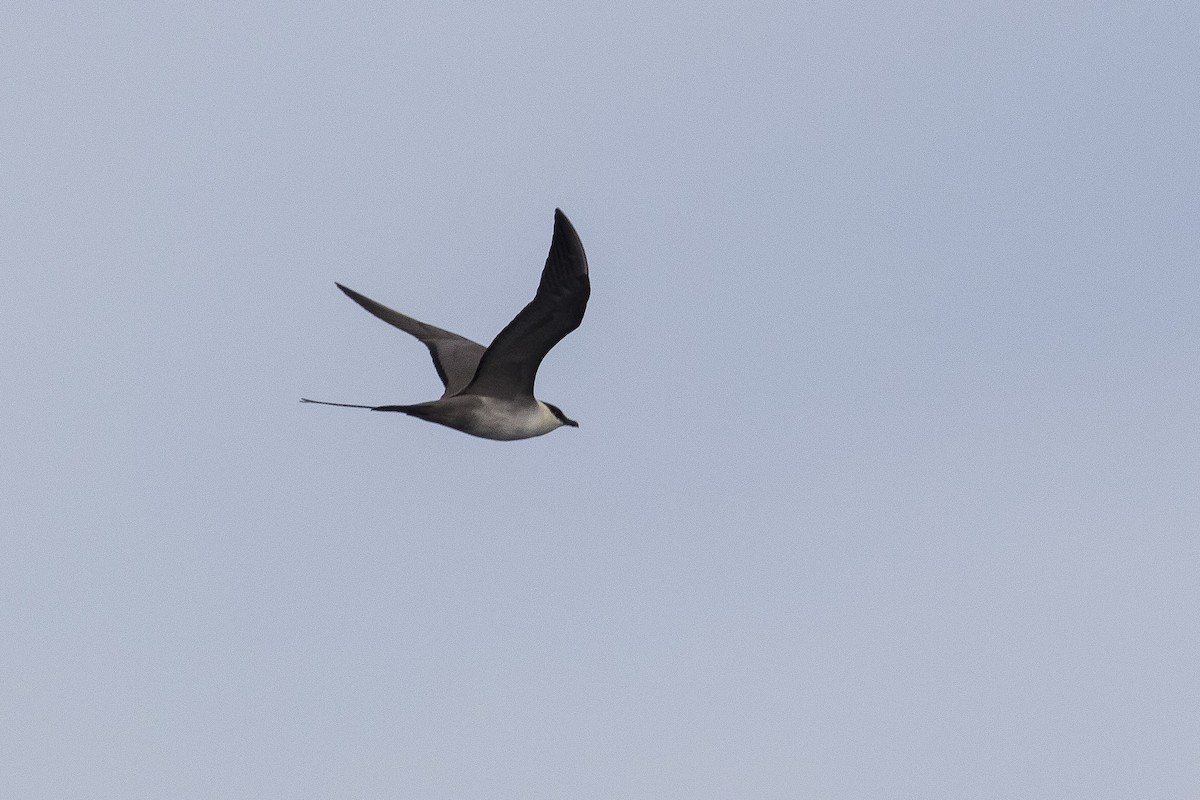Long-tailed Jaeger - ML147313731
