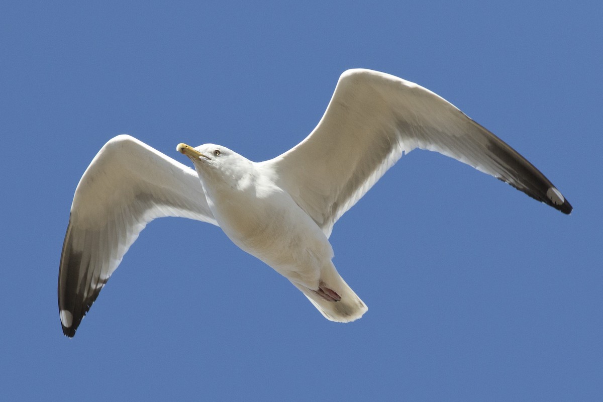 Herring Gull - David Brown