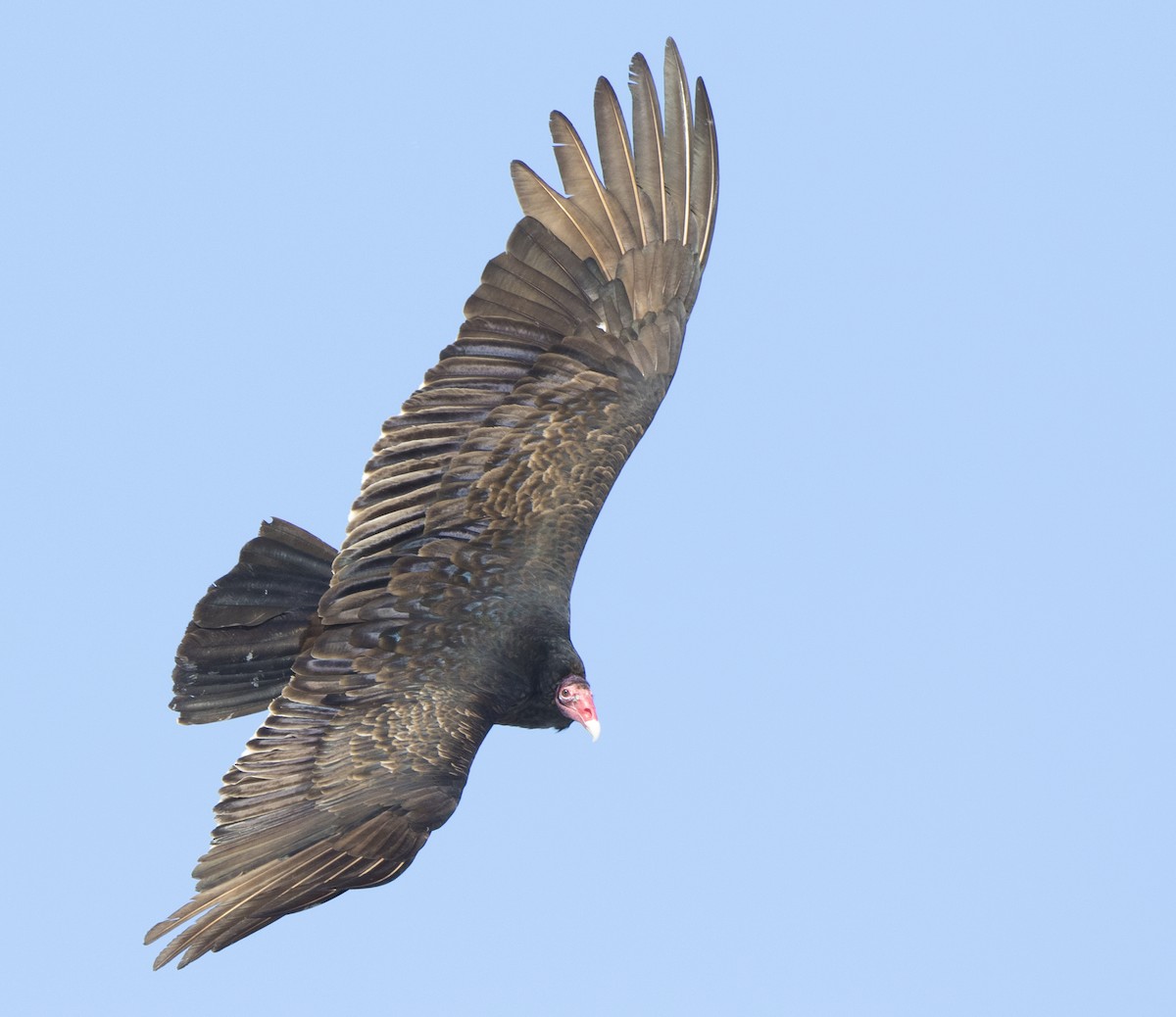 Turkey Vulture (Northern) - ML147316301