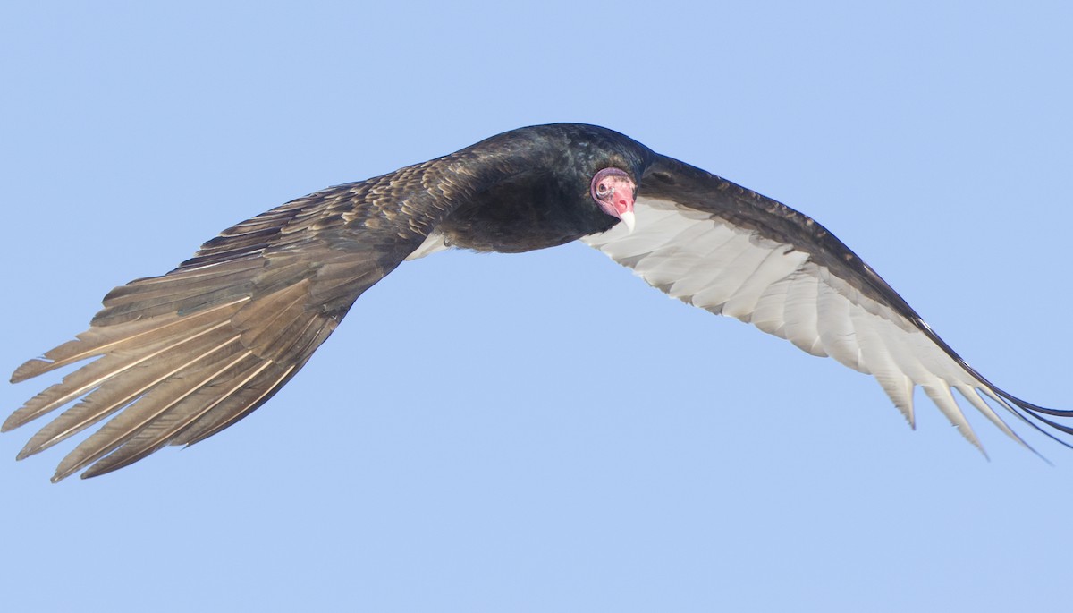 Turkey Vulture (Northern) - Steve Kelling