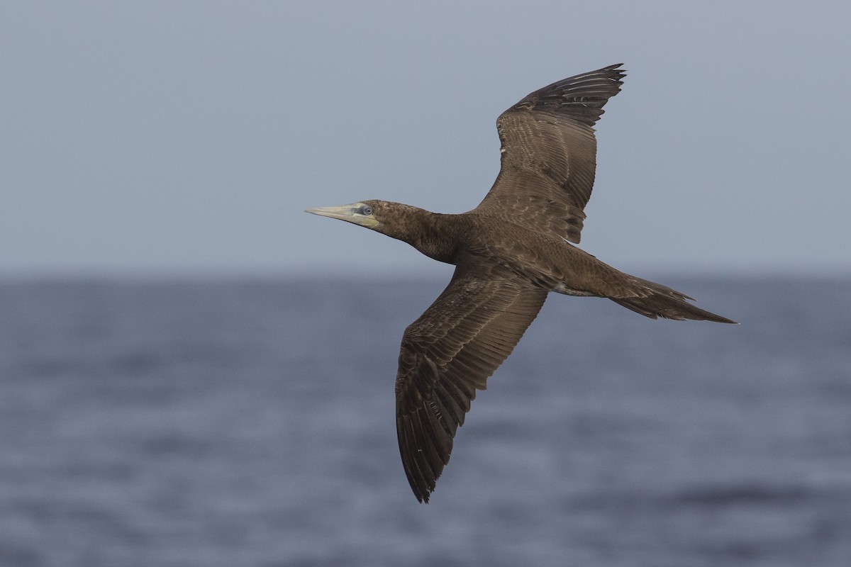 Brown Booby - ML147316421