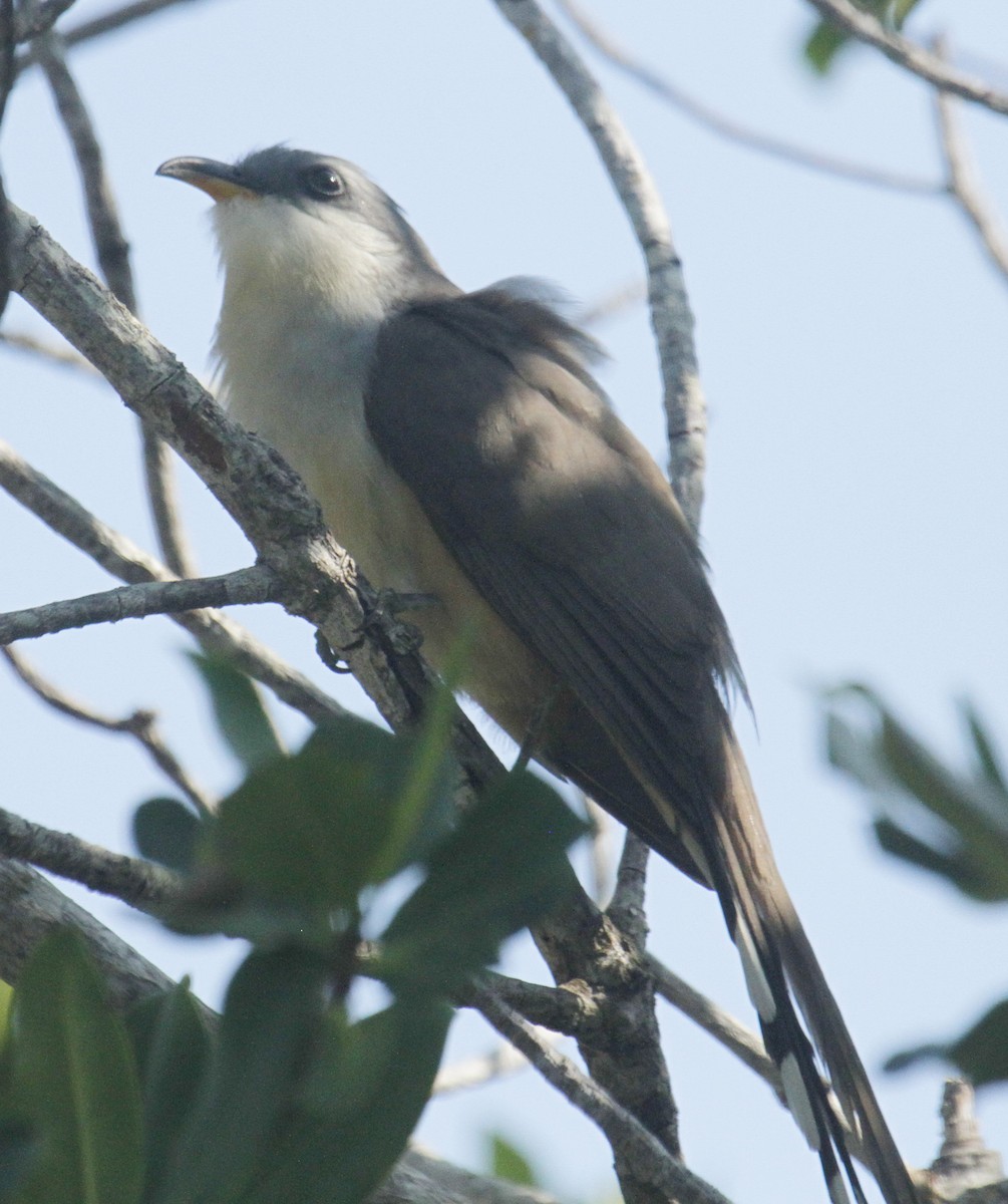 Mangrove Cuckoo - Vern Bothwell