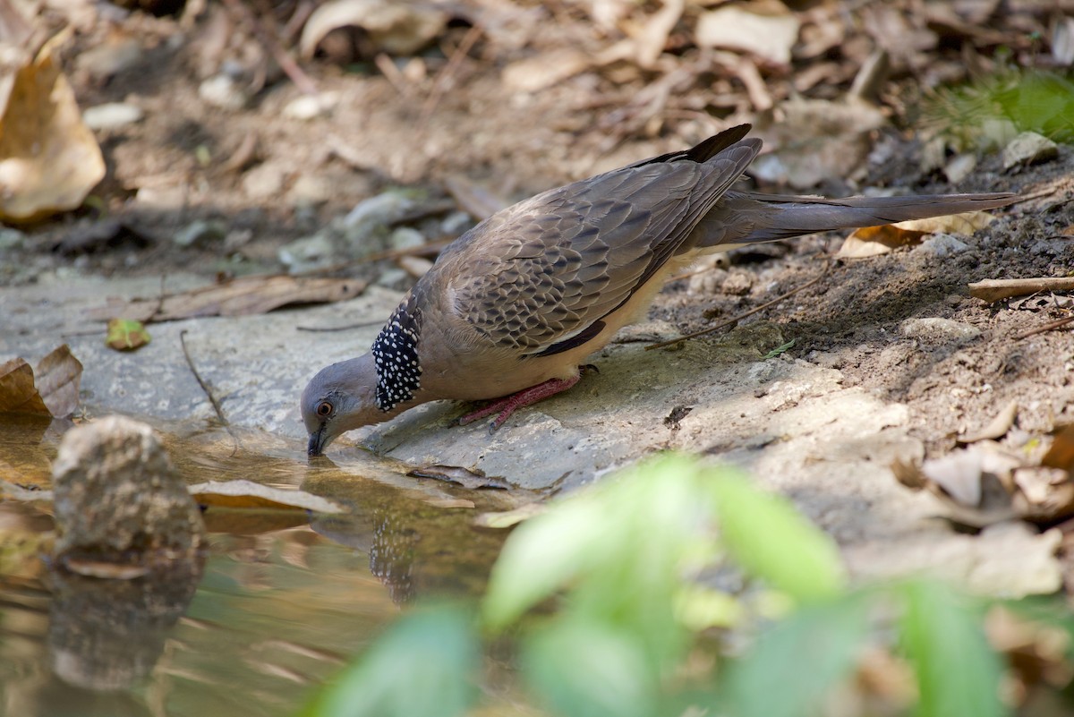 Spotted Dove - ML147323511