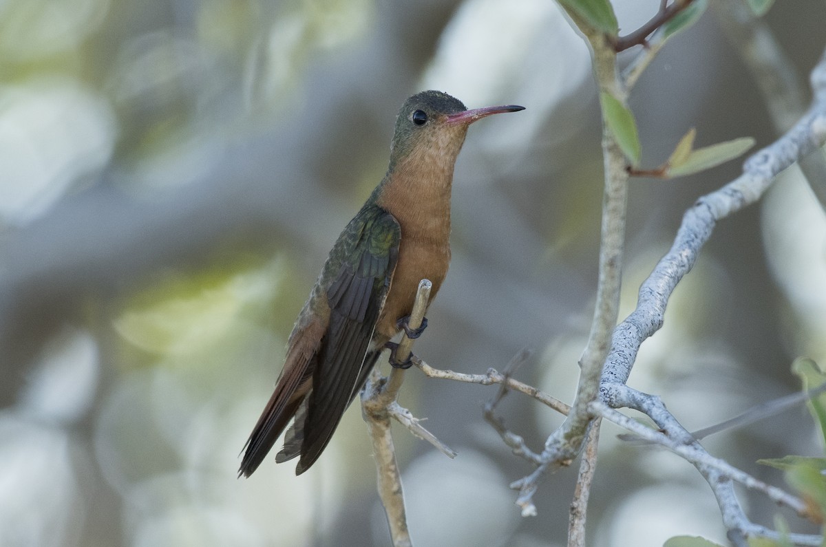 Cinnamon Hummingbird - Apolinar Basora