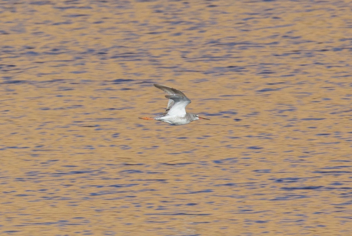 Spotted Redshank - ML147329261