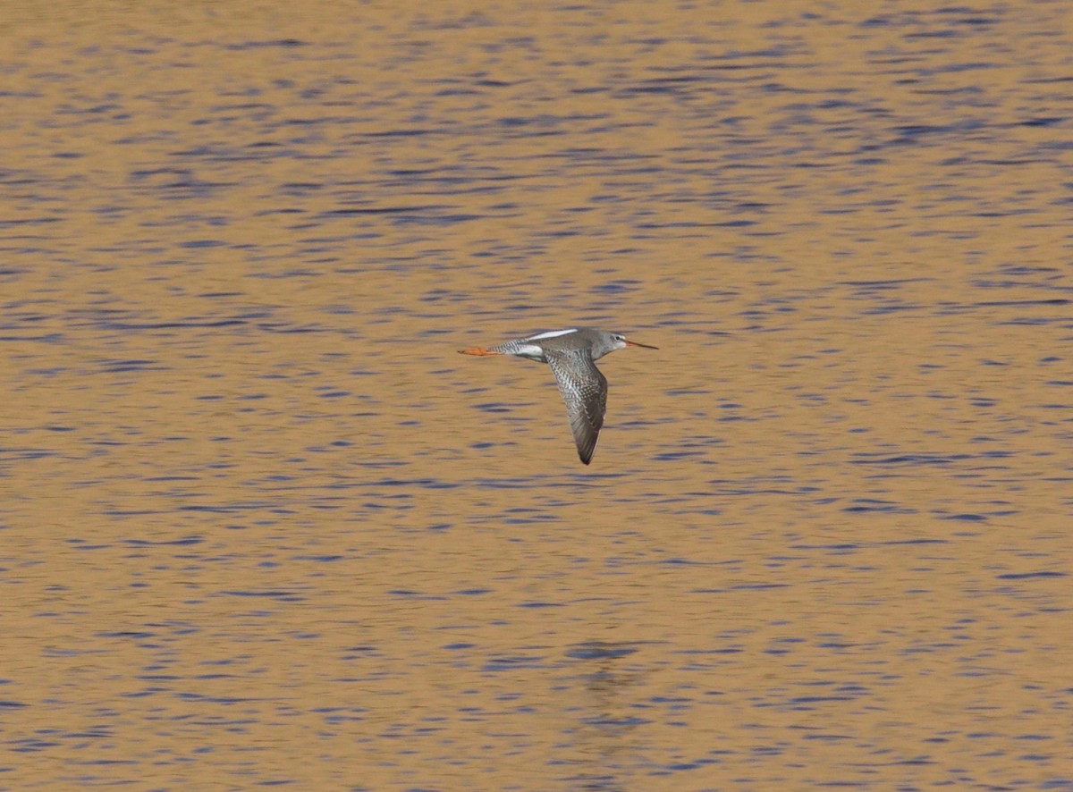 Spotted Redshank - ML147329271