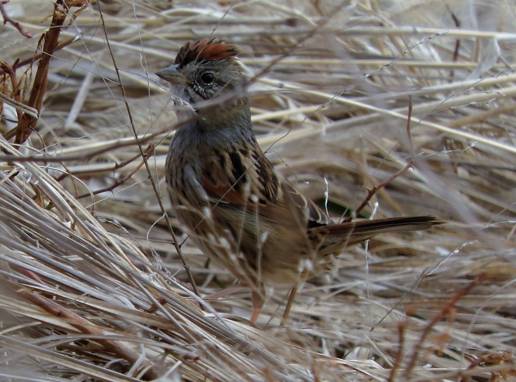 Swamp Sparrow - Paul McKenzie