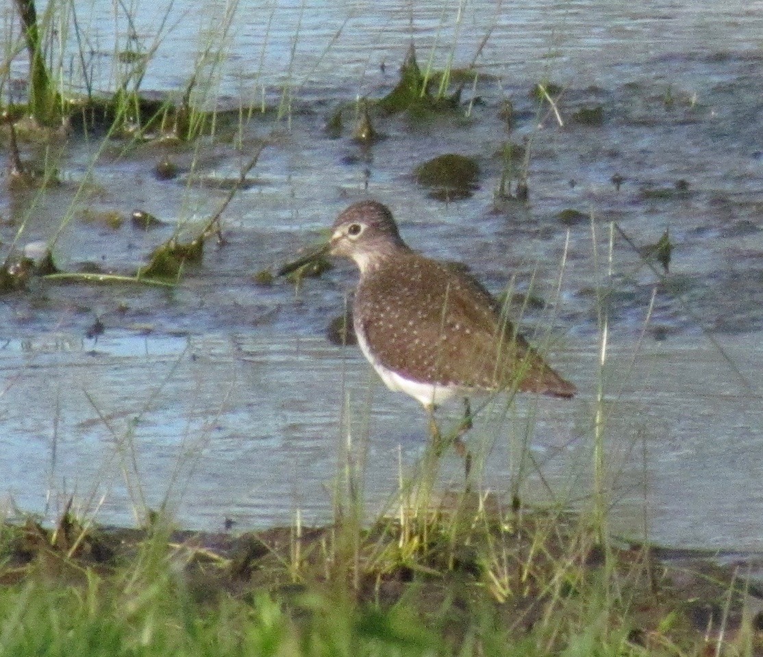 Spotted Sandpiper - Tracy  Walker
