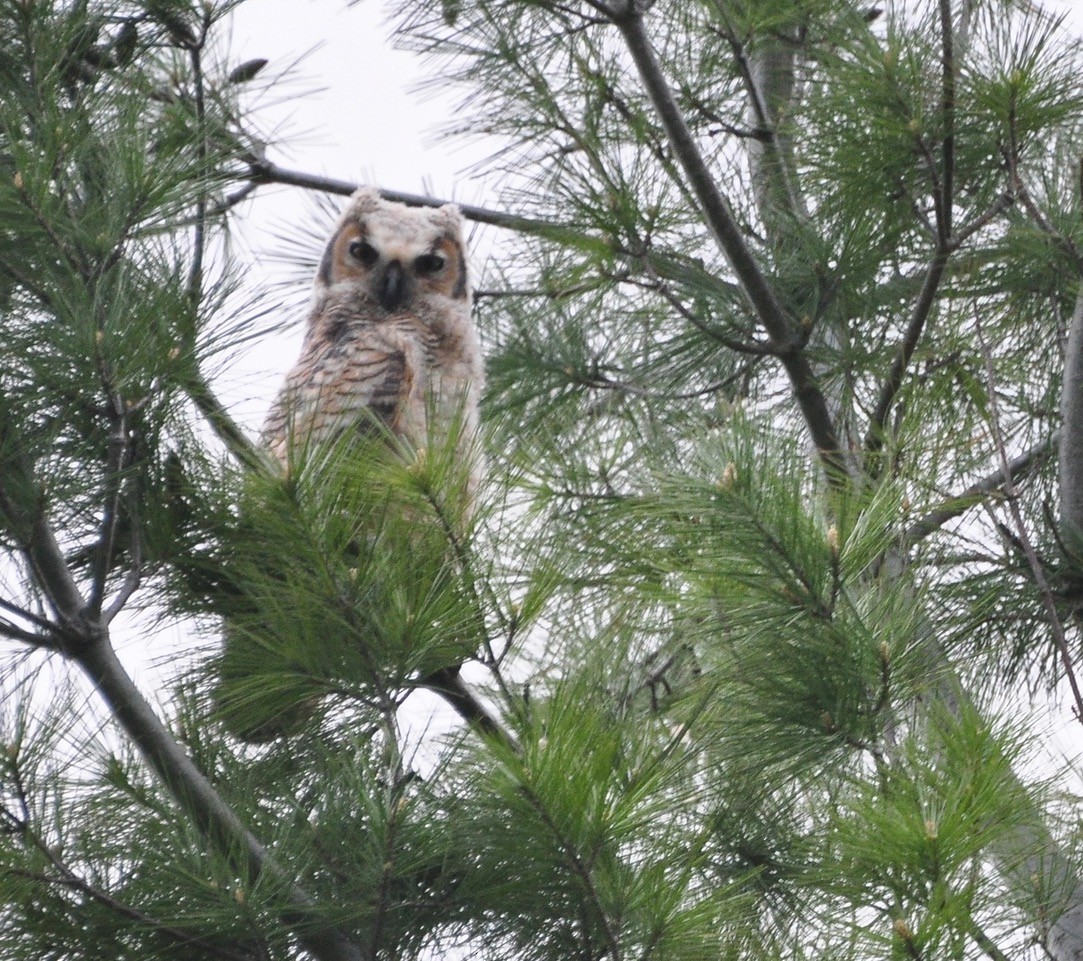 Great Horned Owl - ML147333381