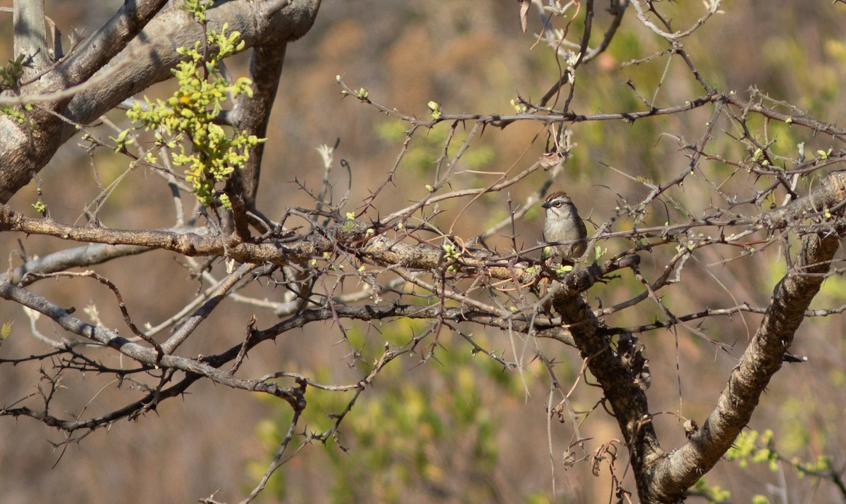 Oaxaca Sparrow - Doug Hitchcox