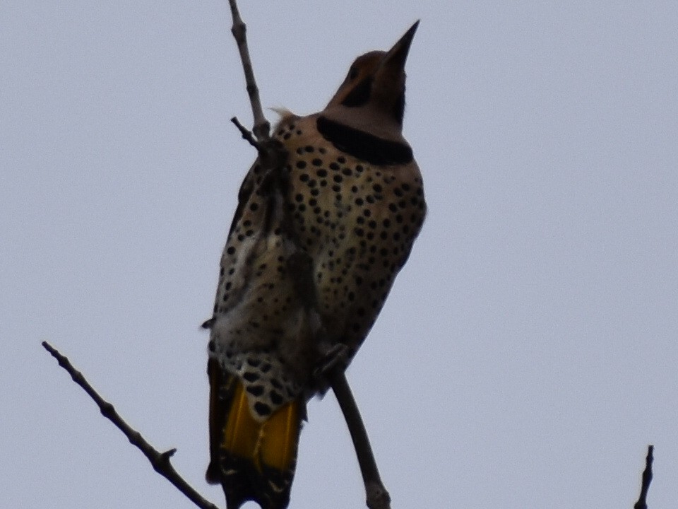 Northern Flicker (Yellow-shafted) - Kathy Mcallister