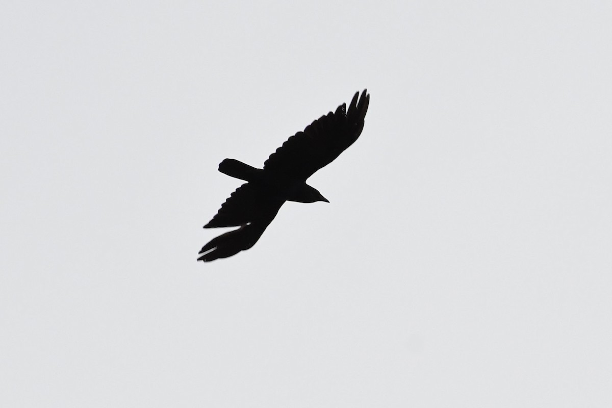 Fish Crow - Barry Blust