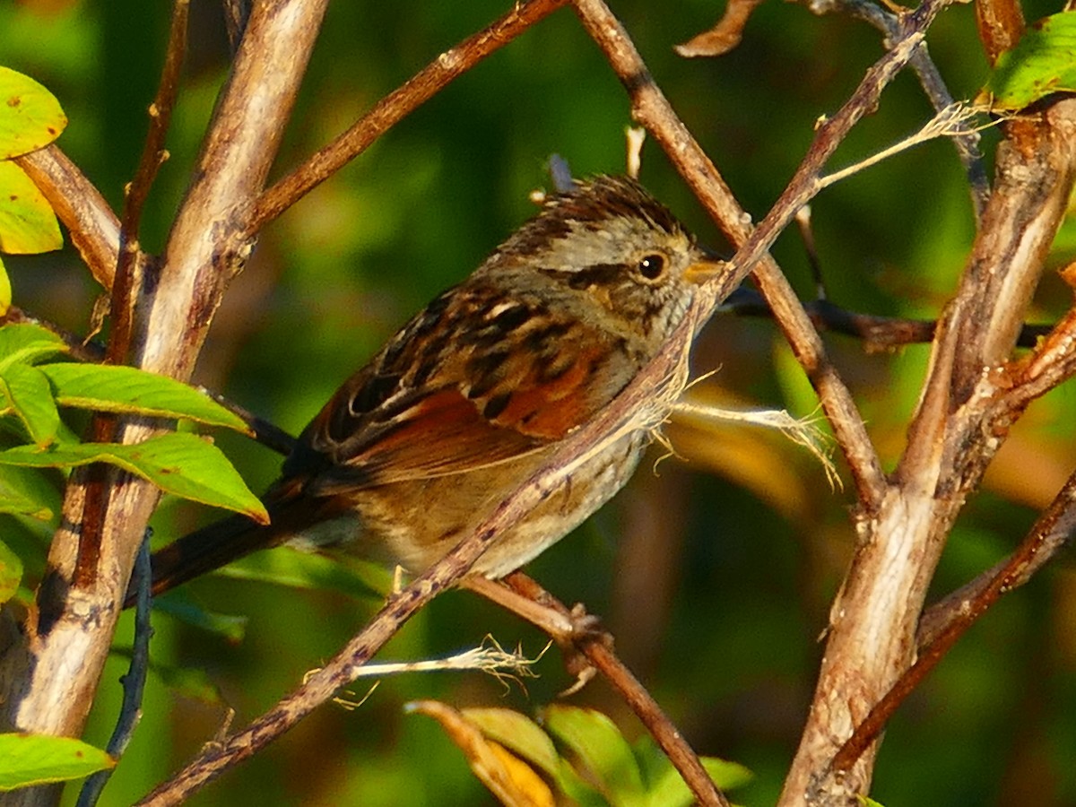 Swamp Sparrow - Ron Smith