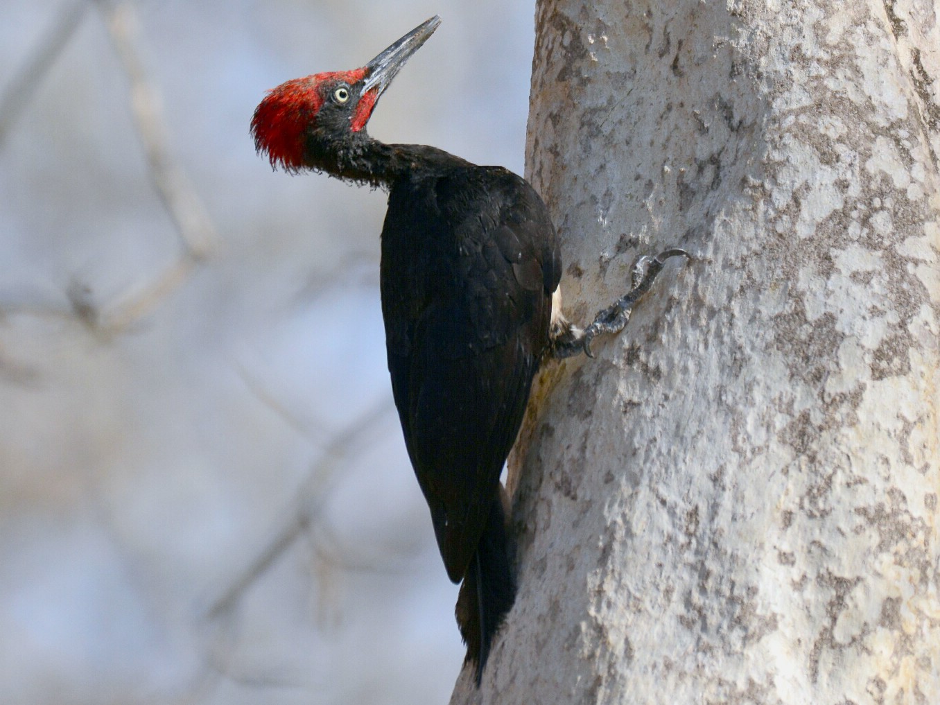 White-bellied Woodpecker - Renuka Vijayaraghavan