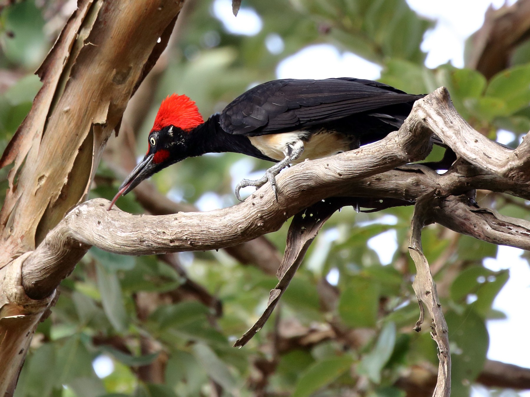 White-bellied Woodpecker - eBird