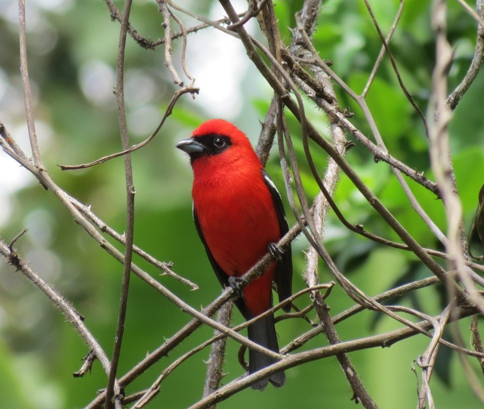 White-winged Tanager - ML147350221
