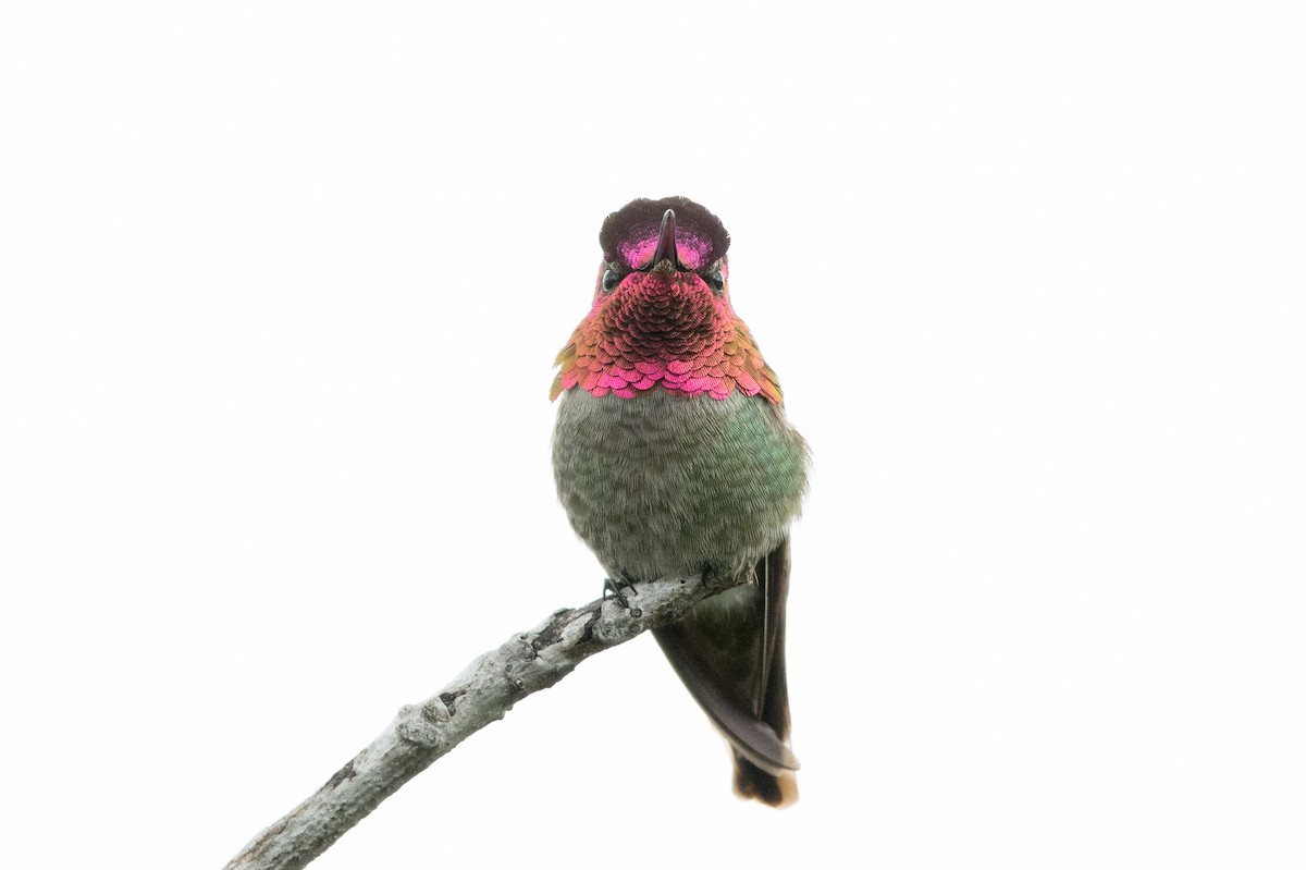Anna's Hummingbird - Garrett Lau