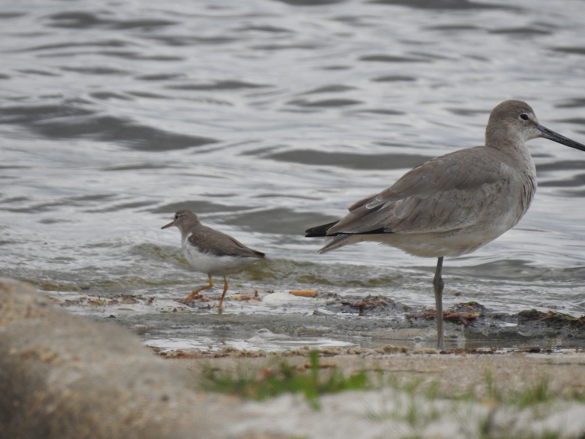 Spotted Sandpiper - David Booth