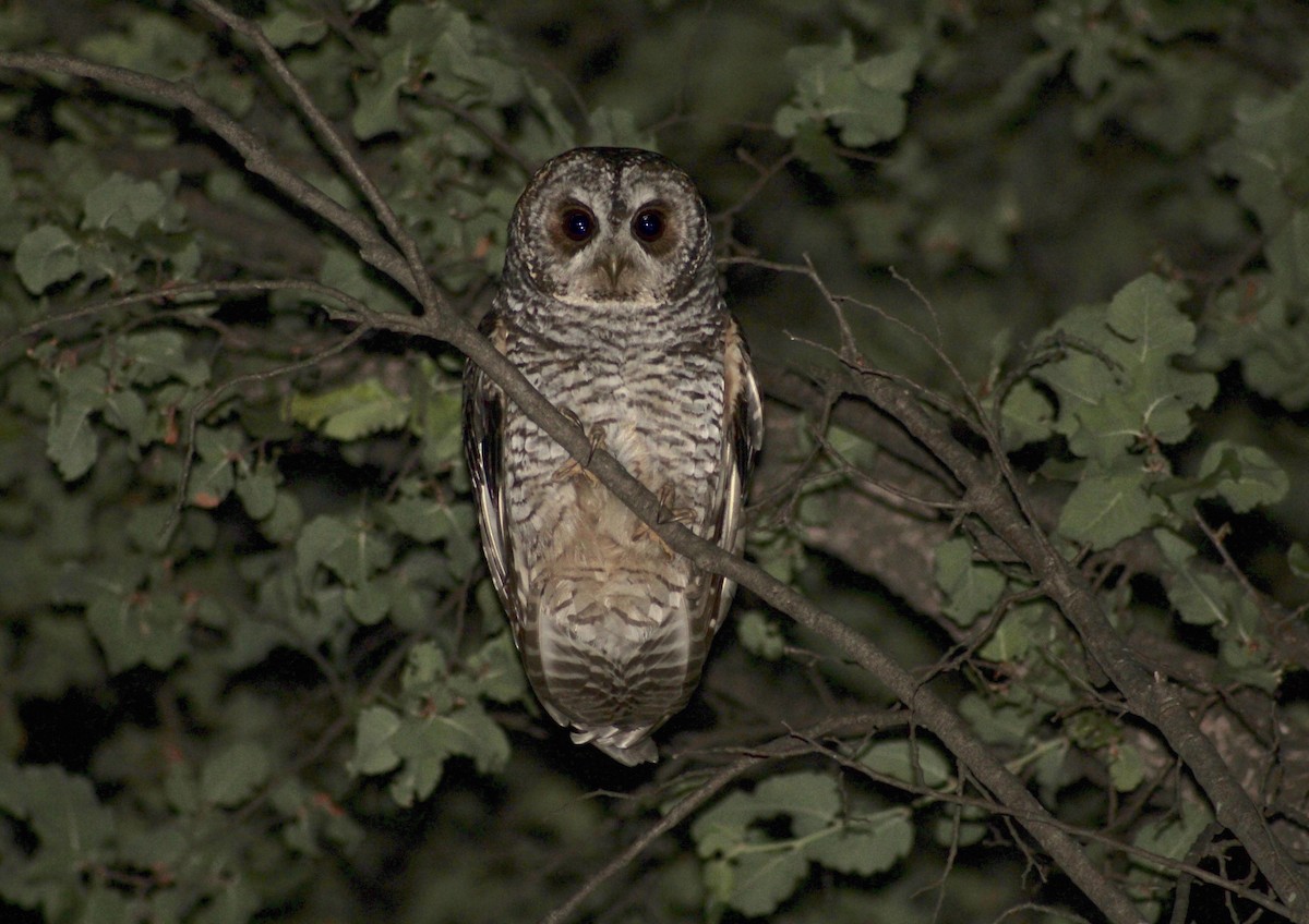 Rufous-legged Owl - Deva Migrador