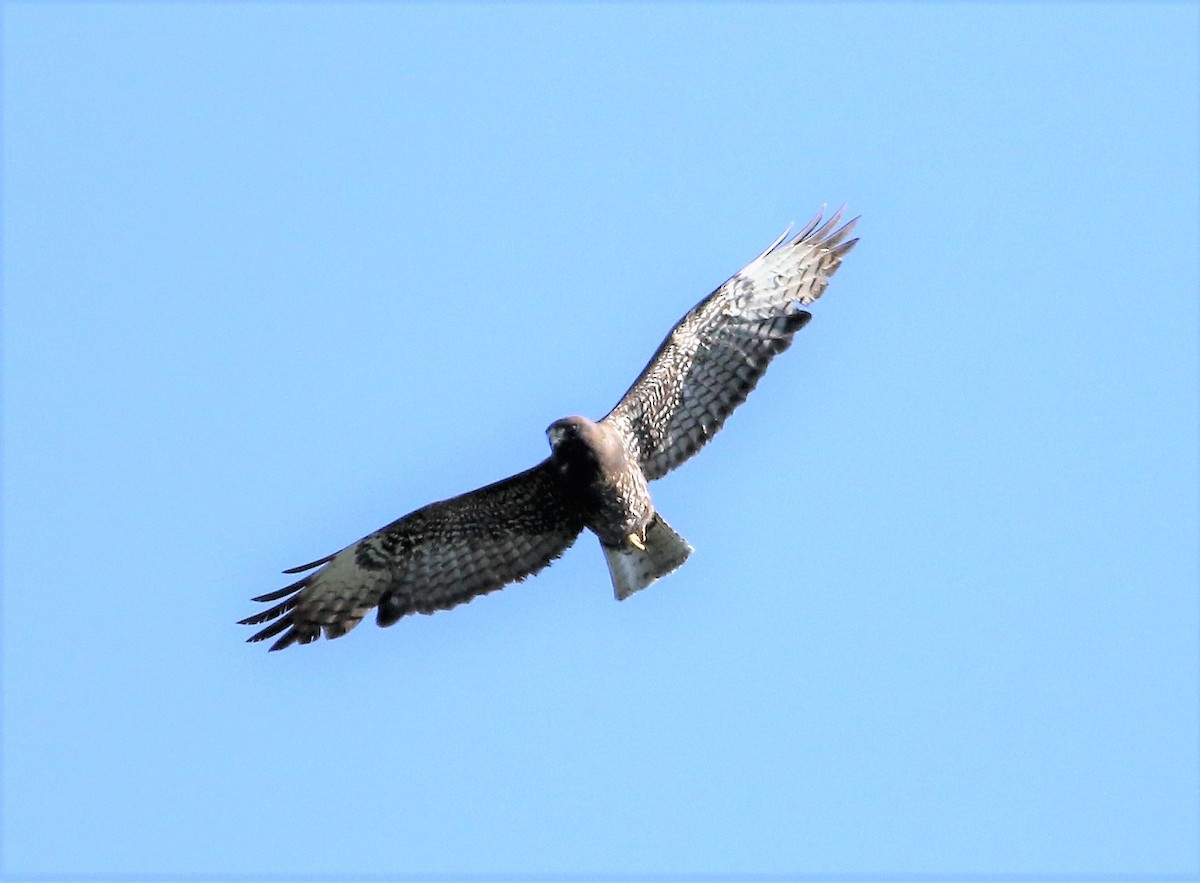 Short-tailed Hawk - John Fitzpatrick