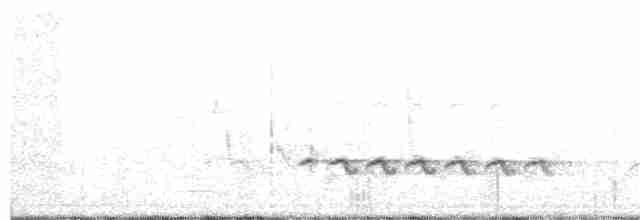 Американская x Чернохохлая гренадерка (гибрид) - ML147360251