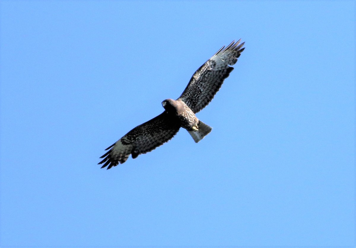 Short-tailed Hawk - John Fitzpatrick