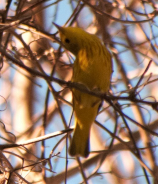 Yellow Warbler (Northern) - Jeffrey McCrary