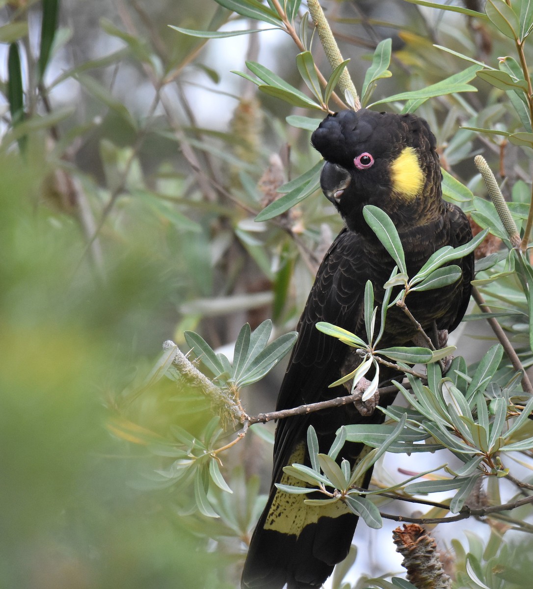 Yellow-tailed Black-Cockatoo - ML147363591