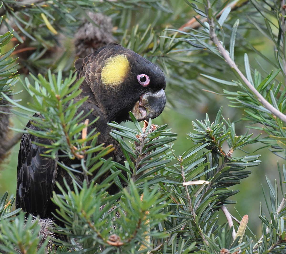 Yellow-tailed Black-Cockatoo - ML147363601
