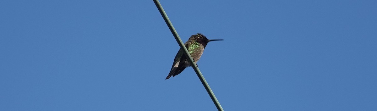 Anna's Hummingbird - ML147364301