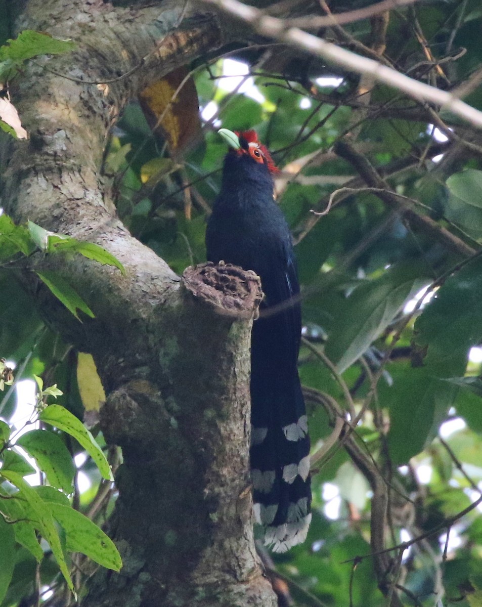 Red-crested Malkoha - ML147366431