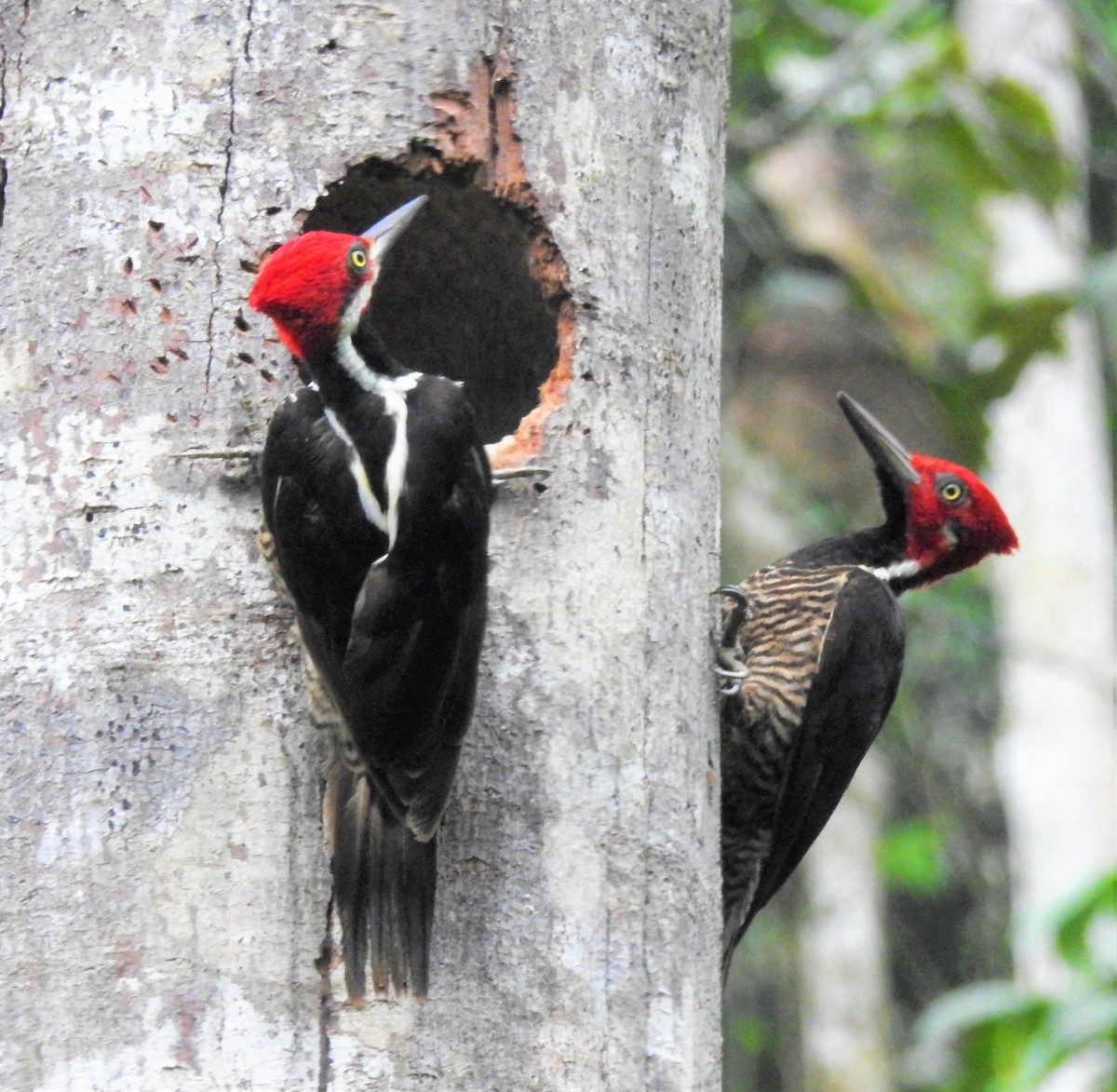 Guayaquil Woodpecker - John Licharson