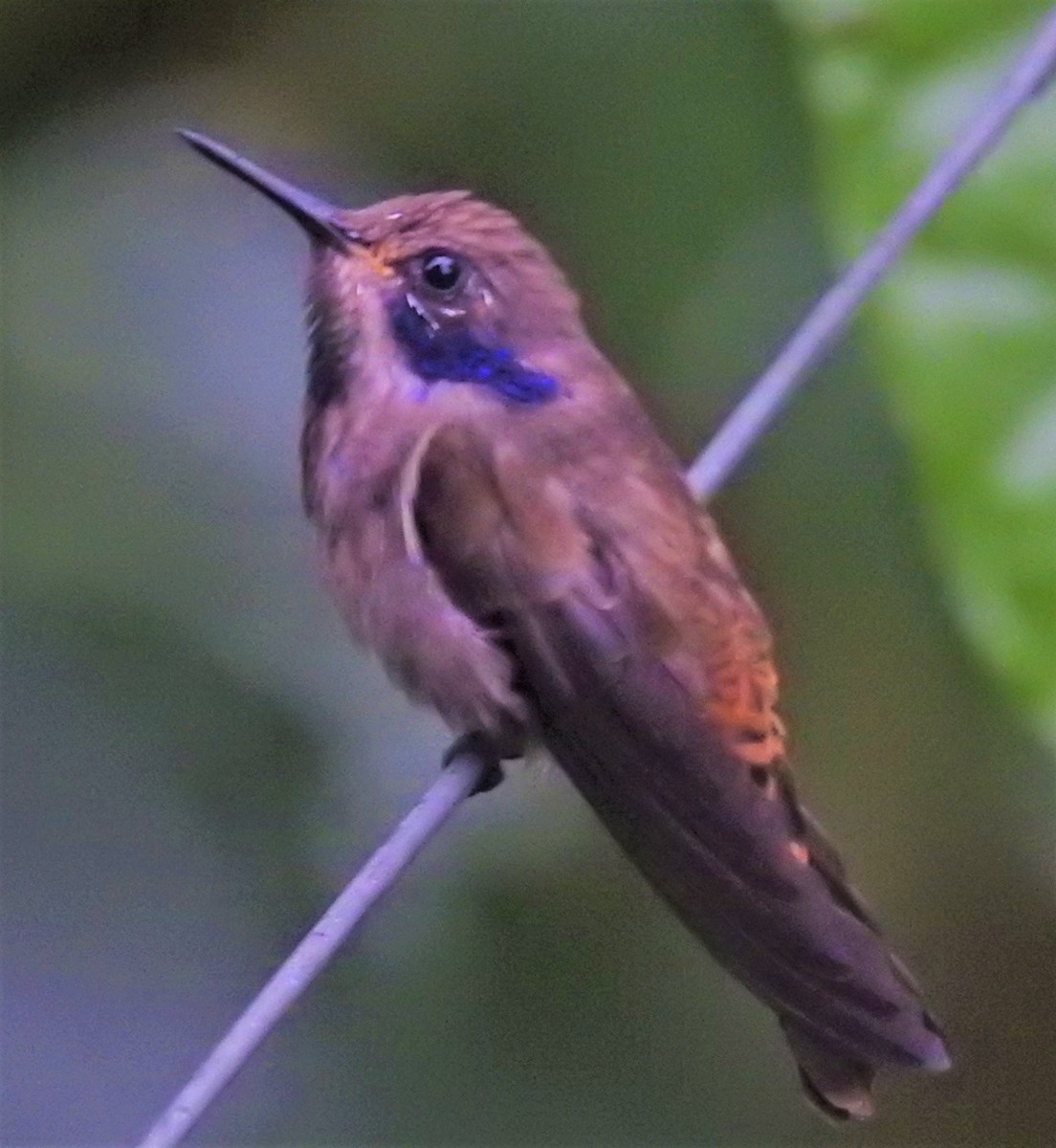 kolibřík fialovouchý - ML147368441