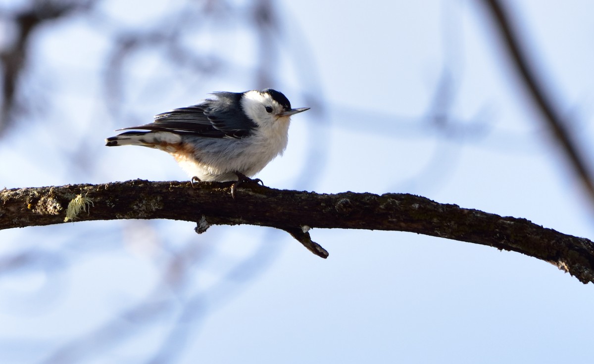 White-breasted Nuthatch - Don Weber