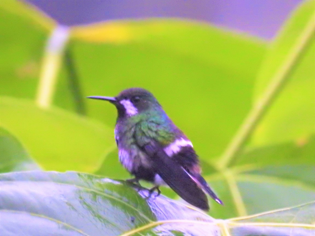 kolibřík trnoocasý - ML147369081