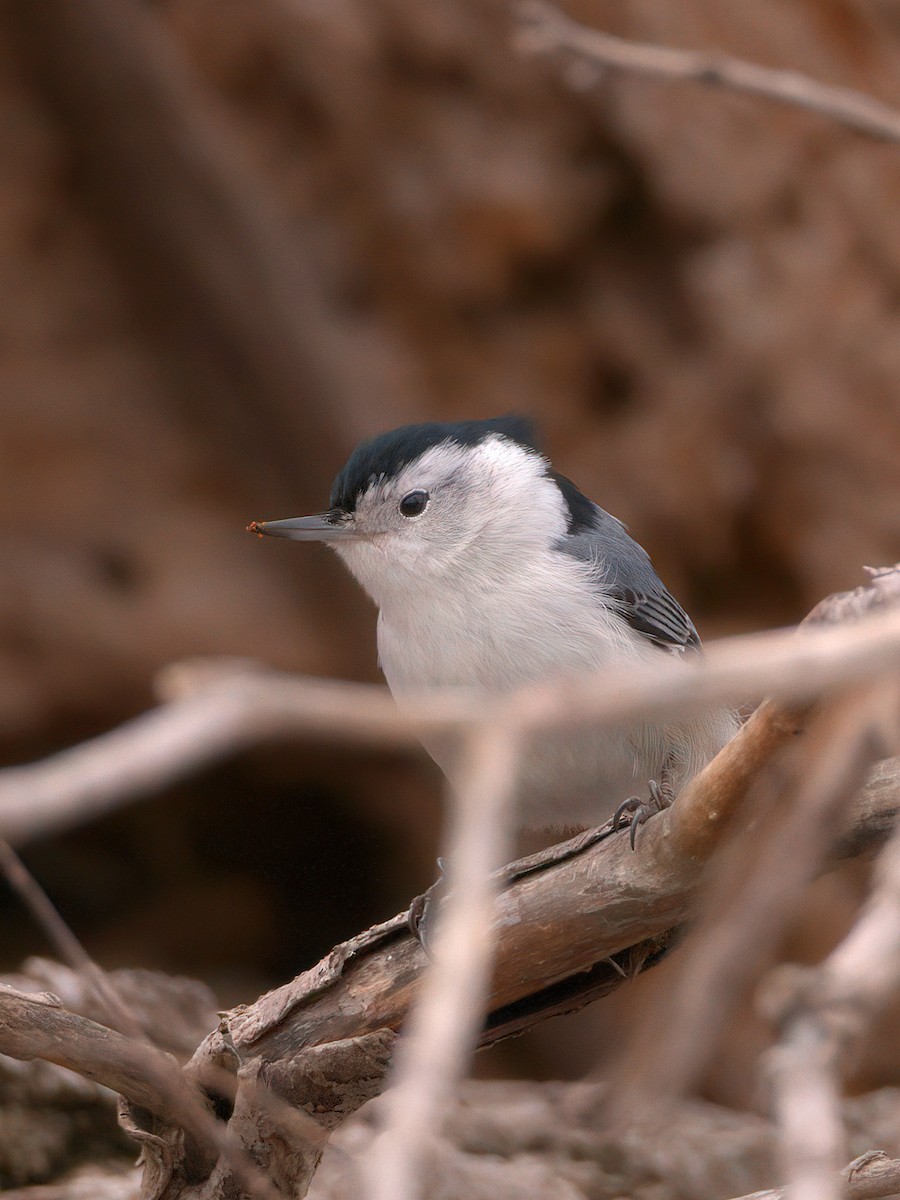 White-breasted Nuthatch - William Tilford
