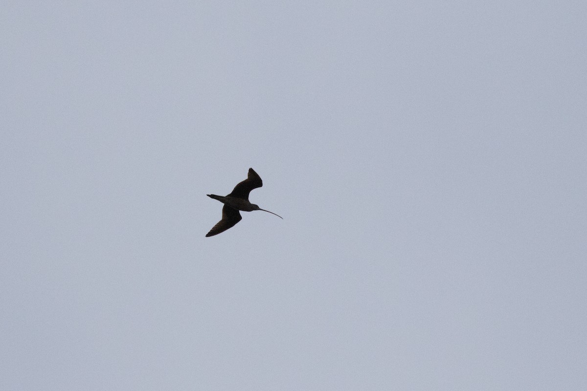 Long-billed Curlew - ML147374571