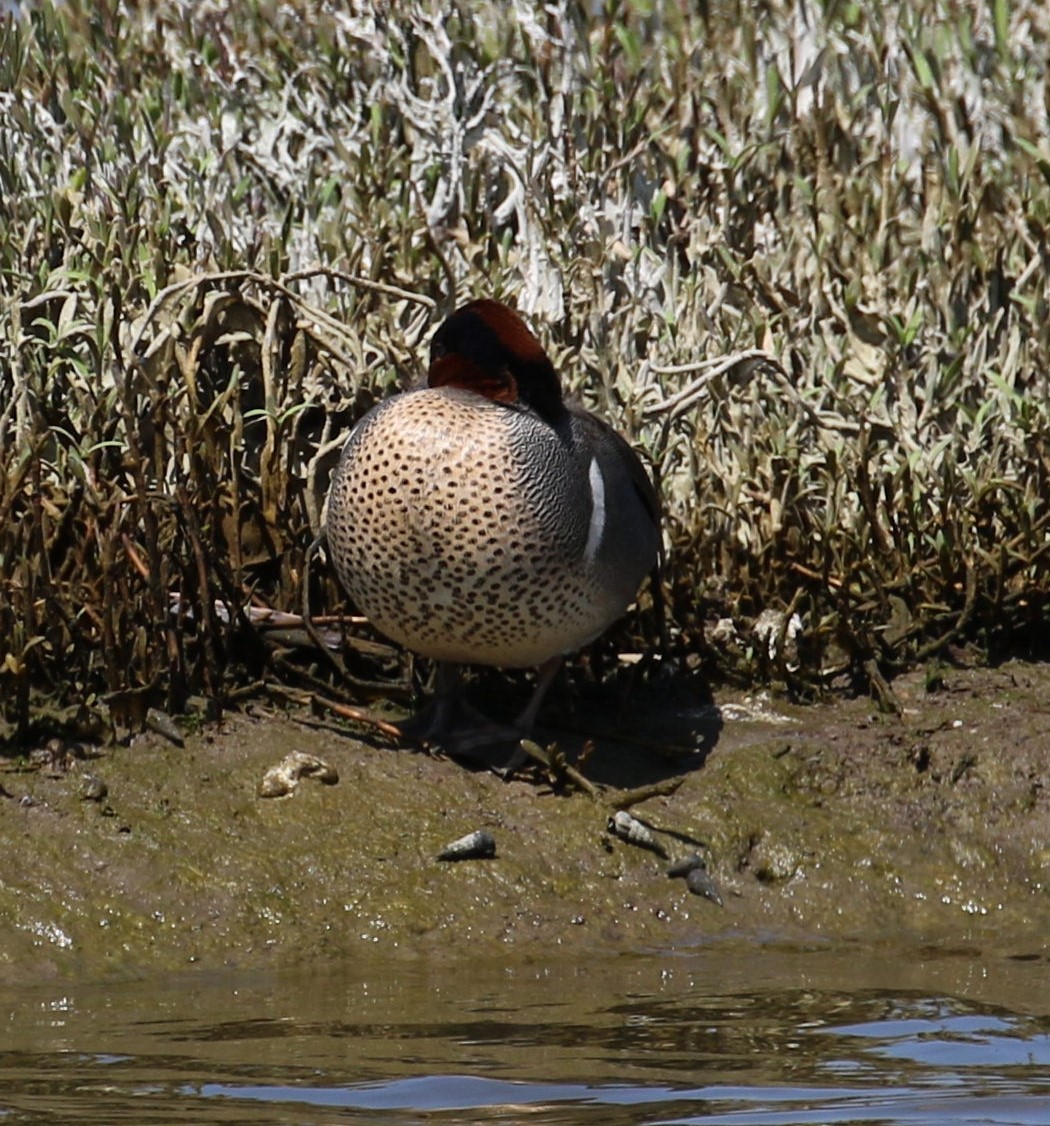 Green-winged Teal (American) - Peter Roberts