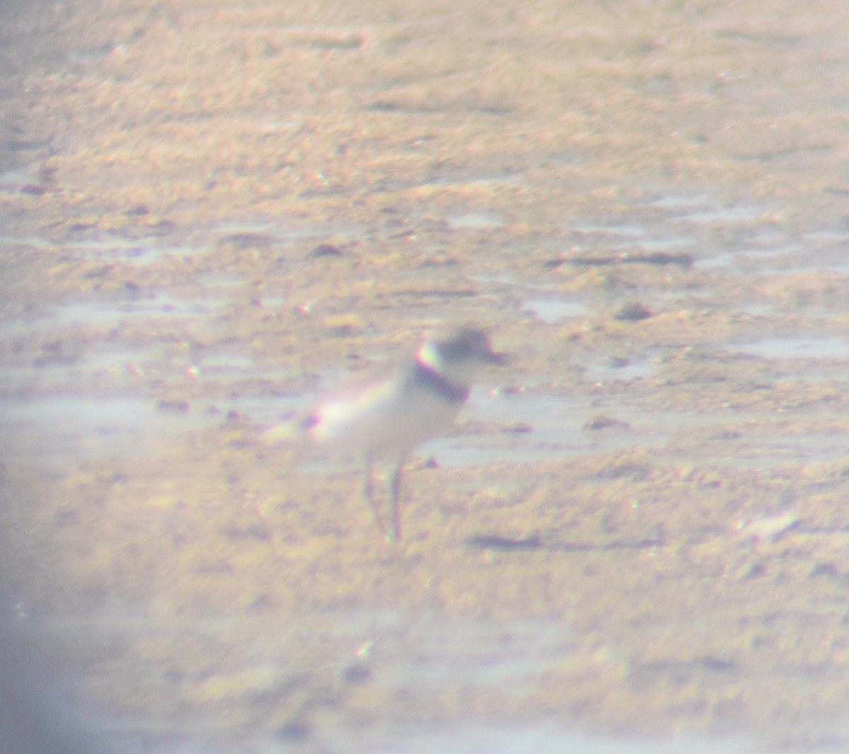 Semipalmated Plover - ML147376451